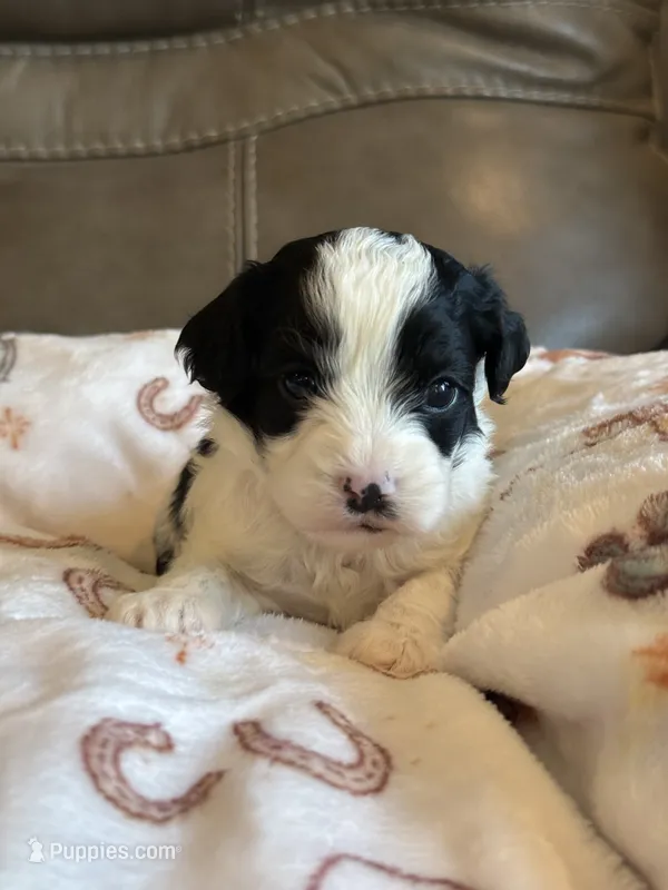 Jasper – Cavapoo puppy for sale in Springfield, MO