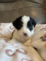 Jasper, a male Cavapoo for sale in Springfield, MO – 1 of 7