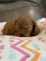 Gina, a female Cavapoo for sale in Springfield, MO – 9 of 10