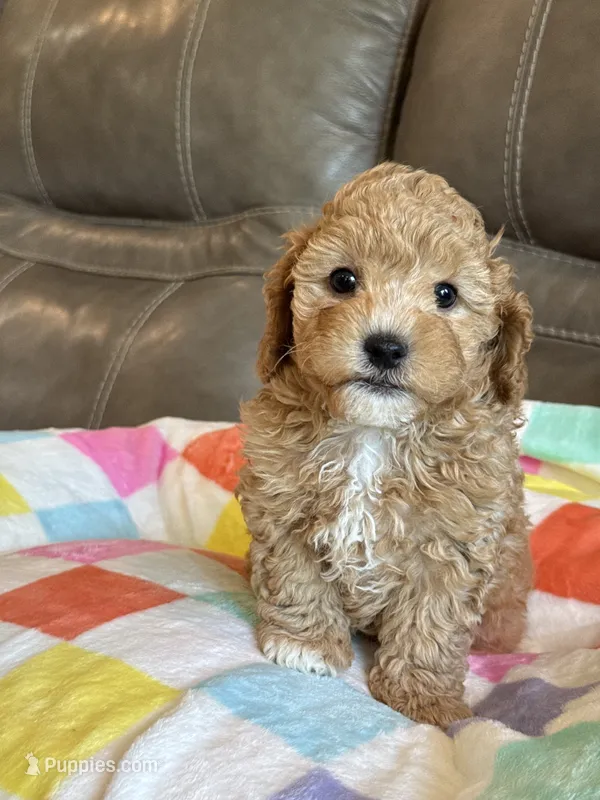 Melvin – Cavapoo puppy for sale in Springfield, MO