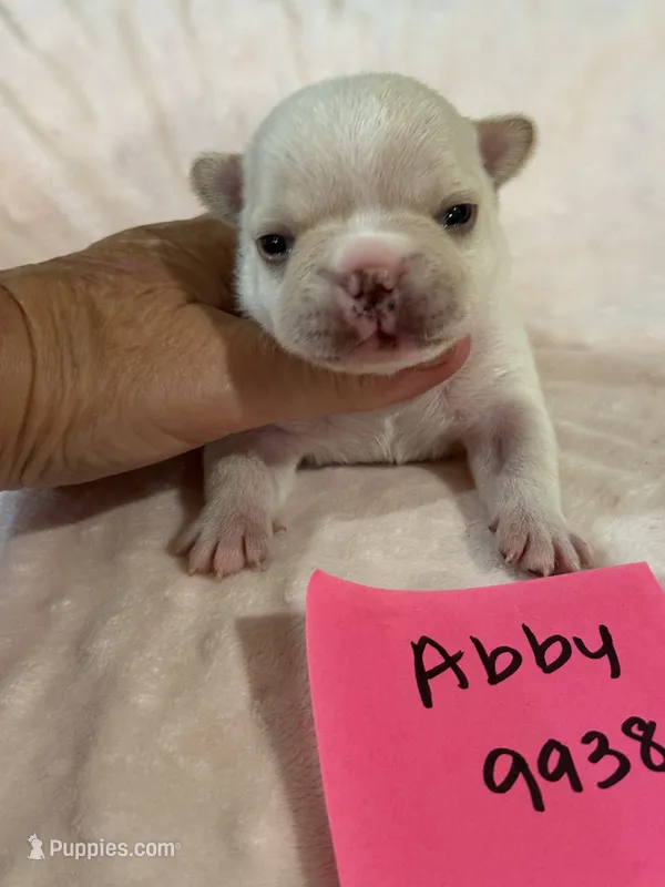Abby – French Bulldog puppy for sale in Springfield, MO