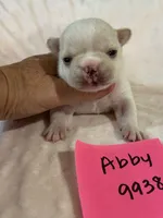 Abby, a female French Bulldog for sale in Springfield, MO – 1 of 5
