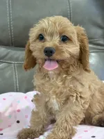 Gabby, a female Cavapoo for sale in Springfield, MO – 5 of 9