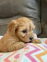 Gretta, a female Cavapoo for sale in Springfield, MO – 8 of 10