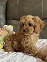 Gabby, a female Cavapoo for sale in Springfield, MO – 2 of 9