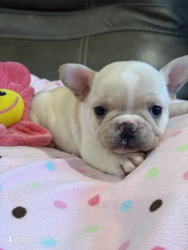 Abby – French Bulldog puppy for sale in Springfield, MO