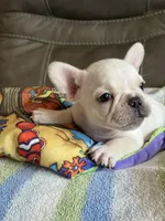 Albert, a male French Bulldog for sale in Springfield, MO – 4 of 8