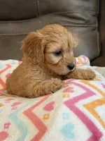 Gretta, a female Cavapoo for sale in Springfield, MO – 6 of 10