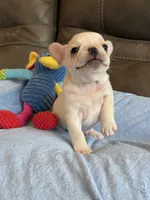 Alex, a male French Bulldog for sale in Springfield, MO – 5 of 10