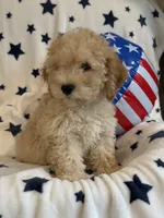 Issac, a male Cavapoo for sale in Springfield, MO – 4 of 10