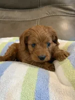 George, a male Cavapoo for sale in Springfield, MO – 3 of 10