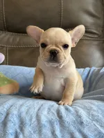 Arlo, a male French Bulldog for sale in Springfield, MO – 4 of 10