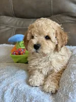 Issac, a male Cavapoo for sale in Springfield, MO – 5 of 10