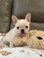 Alex, a male French Bulldog for sale in Springfield, MO – 3 of 10