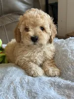 Issac, a male Cavapoo for sale in Springfield, MO – 2 of 10