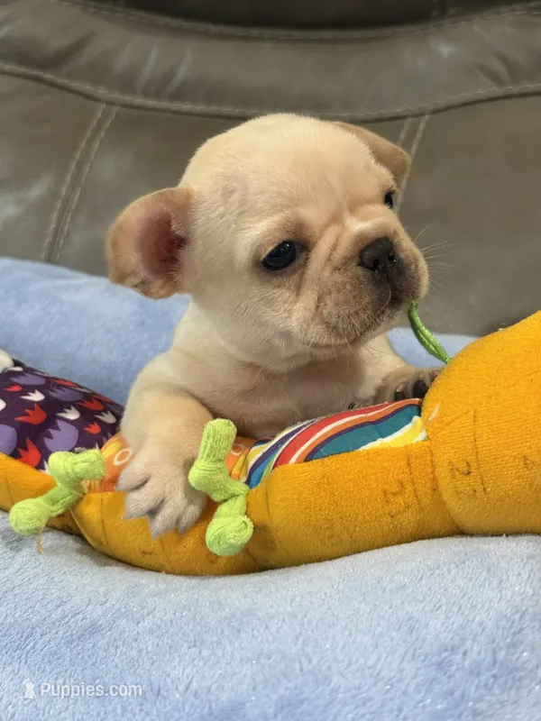Arlo – French Bulldog puppy for sale in Springfield, MO