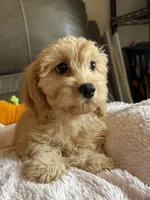 Gretta, a female Cavapoo for sale in Springfield, MO – 6 of 10