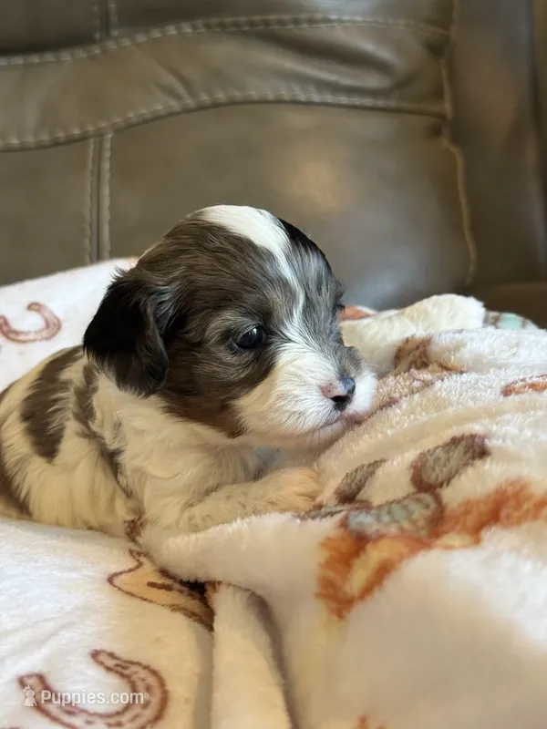 Jasmine – Cavapoo puppy for sale in Springfield, MO
