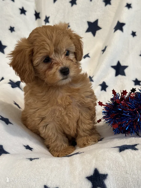 Max – Cavapoo puppy for sale in Springfield, MO