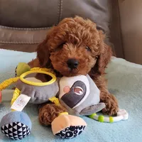 Gunner, a male Poodle - Miniature  for sale in Springfield, MO – Photo 4 of 10