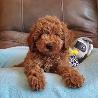 Gunner, a male Poodle - Miniature  for sale in Springfield, MO – Photo 9 of 10