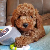 Gunner, a male Poodle - Miniature  for sale in Springfield, MO – Photo 1 of 10