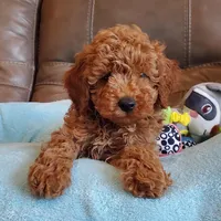 Gunner, a male Poodle - Miniature  for sale in Springfield, MO – Photo 8 of 10