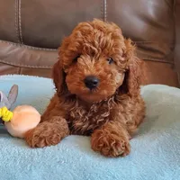 Gunner, a male Poodle - Miniature  for sale in Springfield, MO – Photo 10 of 10