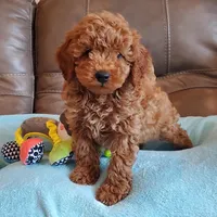 Gunner, a male Poodle - Miniature  for sale in Springfield, MO – Photo 2 of 10