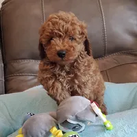 Gunner, a male Poodle - Miniature  for sale in Springfield, MO – Photo 6 of 10