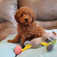 Gunner, a male Poodle - Miniature  for sale in Springfield, MO – Photo 5 of 10