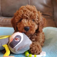 Gunner, a male Poodle - Miniature  for sale in Springfield, MO – Photo 7 of 10