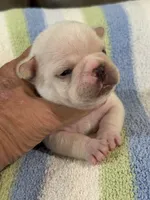 Alvin, a male French Bulldog for sale in Springfield, MO – 5 of 6