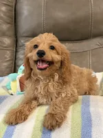 Gizmo, a male Cavapoo for sale in Springfield, MO – 2 of 10