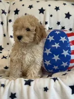 Issac, a male Cavapoo for sale in Springfield, MO – 8 of 10