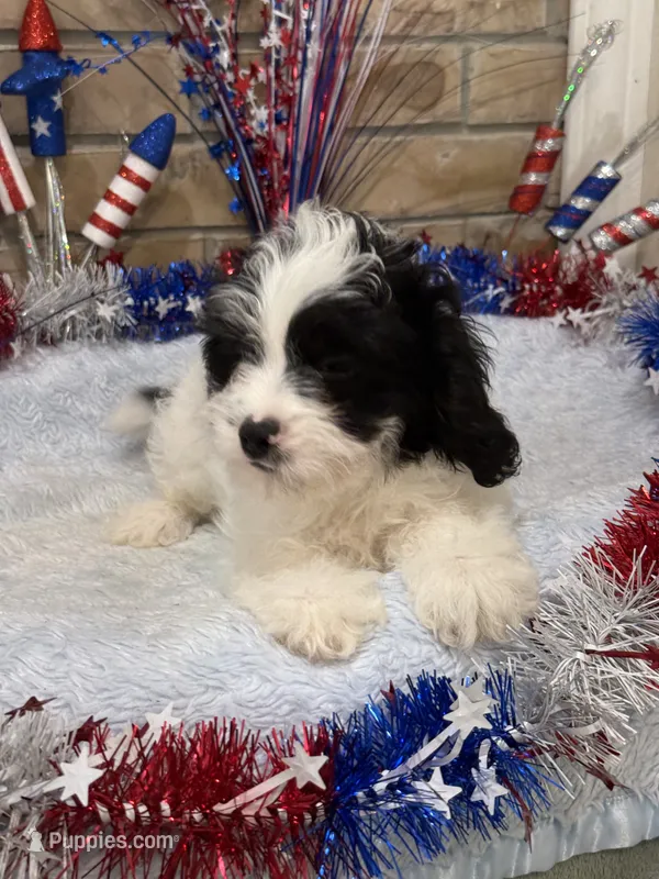 Jasper – Cavapoo puppy for sale in Springfield, MO