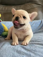 Alex, a male French Bulldog for sale in Springfield, MO – 6 of 10