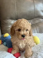Ian, a male Cavapoo for sale in Springfield, MO – 5 of 10