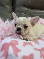 Abby, a female French Bulldog for sale in Springfield, MO – 8 of 9