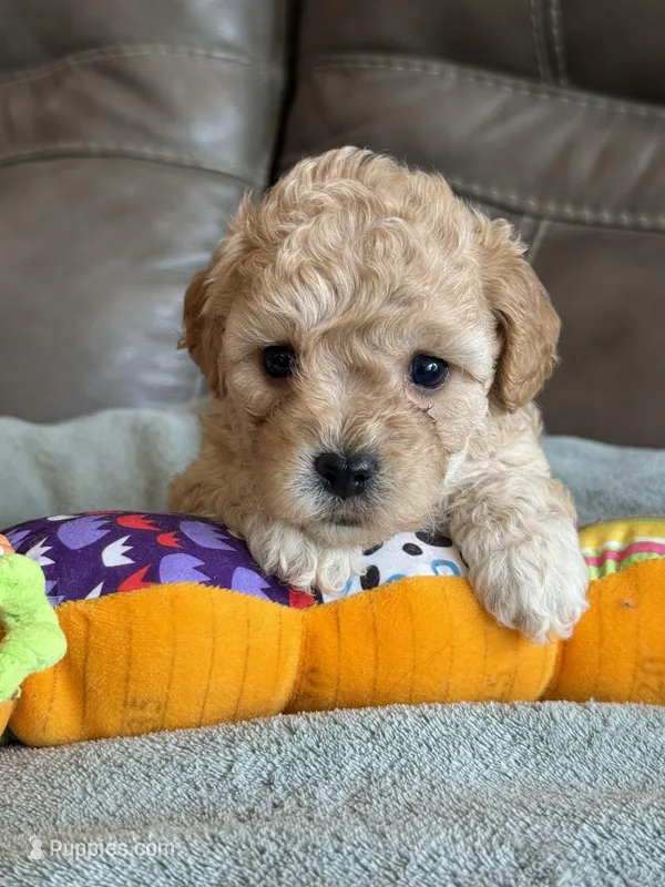 Ivy – Cavapoo puppy for sale in Springfield, MO