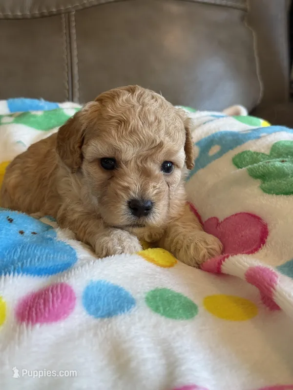 Ivy – Cavapoo puppy for sale in Springfield, MO