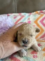 Ivy, a female Cavapoo for sale in Springfield, MO – Photo 2 of 6