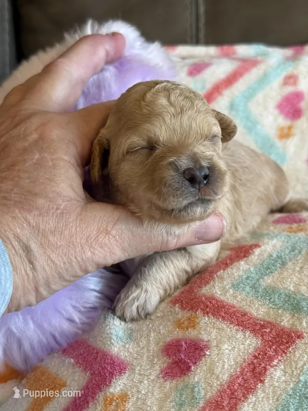 Ivy – Cavapoo puppy for sale in Springfield, MO