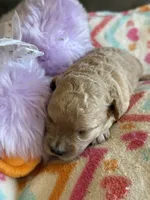 Ivy, a female Cavapoo for sale in Springfield, MO – Photo 5 of 6