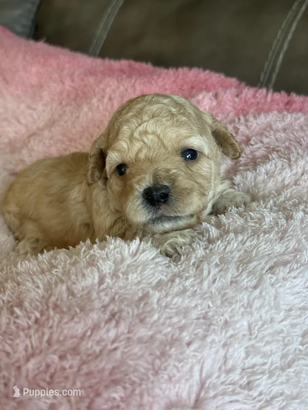 Ivy – Cavapoo puppy for sale in Springfield, MO