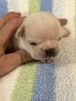 Arlo, a male French Bulldog for sale in Springfield, MO – 3 of 7