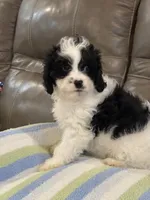 Jasper, a male Cavapoo for sale in Springfield, MO – 6 of 10