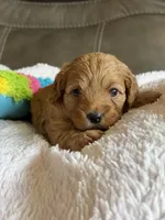 Wanda, a female Cavapoo for sale in Springfield, MO – 4 of 5