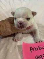 Abby, a female French Bulldog for sale in Springfield, MO – 5 of 5