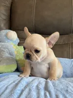 Arlo, a male French Bulldog for sale in Springfield, MO – 9 of 10